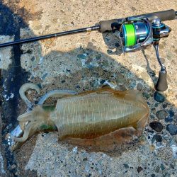 アオリイカ大きくなってきました！